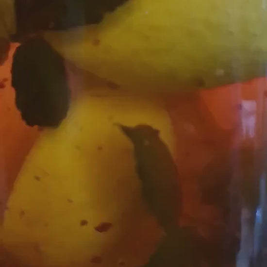 Community Sour Jar | Sour Relationships | Sour Friends | Sour Situations | Sour Enemies