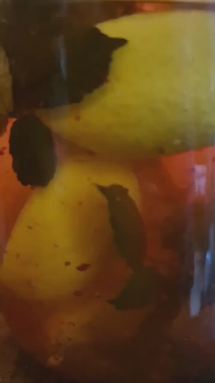 Community Sour Jar | Sour Relationships | Sour Friends | Sour Situations | Sour Enemies
